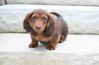 AKC Dillon, a male Miniature Dachshund for sale in Millersburg, OH – 6 of 10