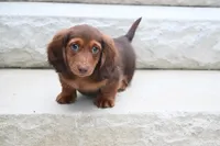 AKC Dillon, a male Miniature Dachshund for sale in Millersburg, OH – 5 of 10