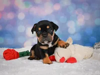 Addi (mini), a female English Bulldog and Puggle for sale in Millersburg, OH – 7 of 9
