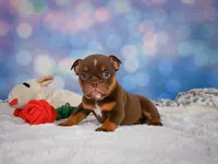 Chloe (mini), a female English Bulldog and Puggle for sale in Millersburg, OH – 4 of 10