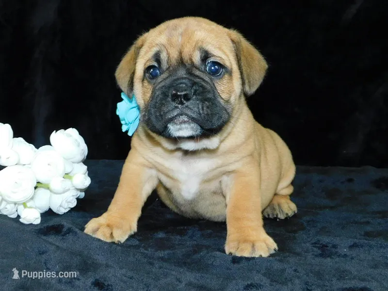 Buster – English Bulldog puppy for sale in Millersburg, OH