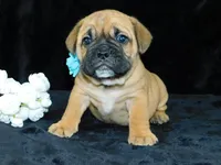 Buster, a male English Bulldog for sale in Millersburg, OH – Photo 1 of 6