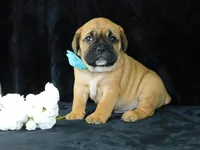 Buster, a male English Bulldog for sale in Millersburg, OH – Photo 3 of 6