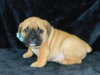 Buster, a male English Bulldog for sale in Millersburg, OH – Photo 4 of 6