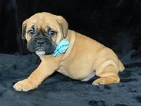 Buster, a male English Bulldog for sale in Millersburg, OH – Photo 6 of 6