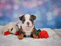 Bruno (mini), a male English Bulldog and Puggle for sale in Millersburg, OH – 2 of 10