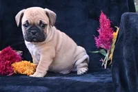 Buddy, a male English Bulldog and Puggle for sale in Millersburg, OH – 3 of 10