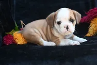 Oliver, a male English Bulldog and Puggle for sale in Millersburg, OH – 3 of 10