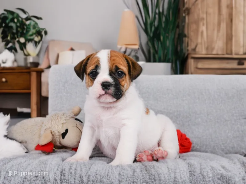 Rowdy – English Bulldog, Puggle puppy for sale in Millersburg, OH