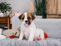 Rowdy, a male English Bulldog and Puggle for sale in Millersburg, OH – 1 of 10