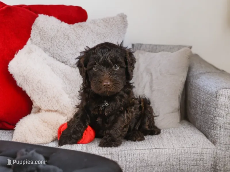 Jake – Miniature Goldendoodle puppy for sale in Millersburg, OH