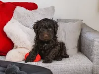Jake, a male Miniature Goldendoodle for sale in Millersburg, OH – 1 of 8