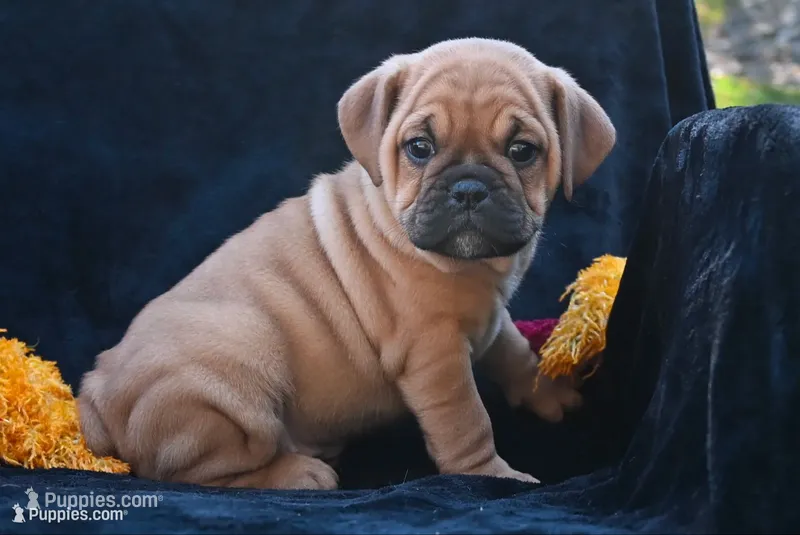 Ann – English Bulldog, Puggle puppy for sale in Millersburg, OH