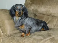 Bella AKC, a female Miniature Dachshund for sale in Millersburg, OH – 9 of 9