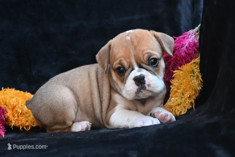 Macy, a female English Bulldog and Puggle for sale in Millersburg, OH – 1 of 10