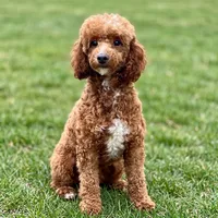 Reno, a male Cavapoo for sale in Millersburg, OH – 8 of 9