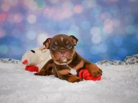 Chloe (mini), a female English Bulldog and Puggle for sale in Millersburg, OH – 2 of 10