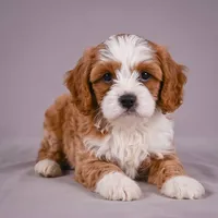 Duke, a male Cavapoo for sale in Millersburg, OH – 5 of 9