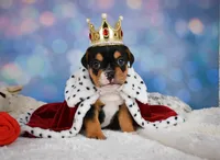 Buddy (mini), a male English Bulldog and Puggle for sale in Millersburg, OH – 1 of 10