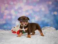 Molly, a female English Bulldog and Puggle for sale in Millersburg, OH – 5 of 10
