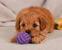 Mila, a female Cavapoo for sale in Millersburg, OH – 2 of 7