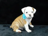 Bruno, a male English Bulldog for sale in Millersburg, OH – Photo 1 of 9