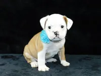 Bruno, a male English Bulldog for sale in Millersburg, OH – Photo 5 of 9