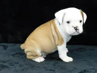 Bruno, a male English Bulldog for sale in Millersburg, OH – Photo 2 of 9