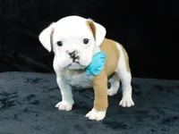 Bruno, a male English Bulldog for sale in Millersburg, OH – Photo 8 of 9