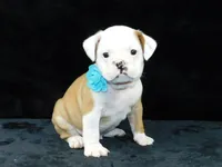 Bruno, a male English Bulldog for sale in Millersburg, OH – Photo 4 of 9