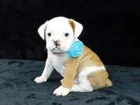 Bruno, a male English Bulldog for sale in Millersburg, OH – Photo 7 of 9