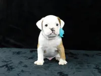 Bruno, a male English Bulldog for sale in Millersburg, OH – Photo 9 of 9