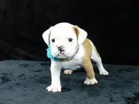 Bruno, a male English Bulldog for sale in Millersburg, OH – Photo 6 of 9