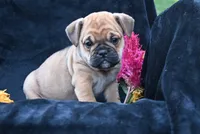 Princess, a female English Bulldog and Puggle for sale in Millersburg, OH – 4 of 10