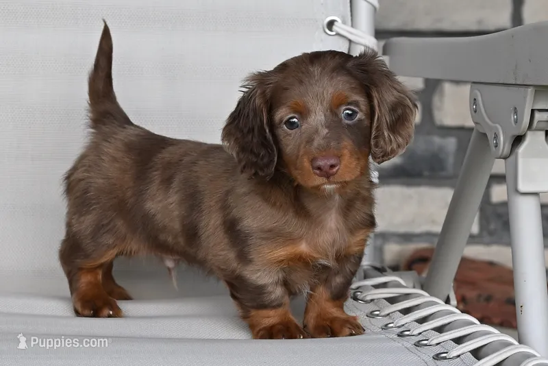 AKC Rowdy – Miniature Dachshund puppy for sale in Millersburg, OH