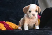 Oliver, a male English Bulldog and Puggle for sale in Millersburg, OH – 6 of 10