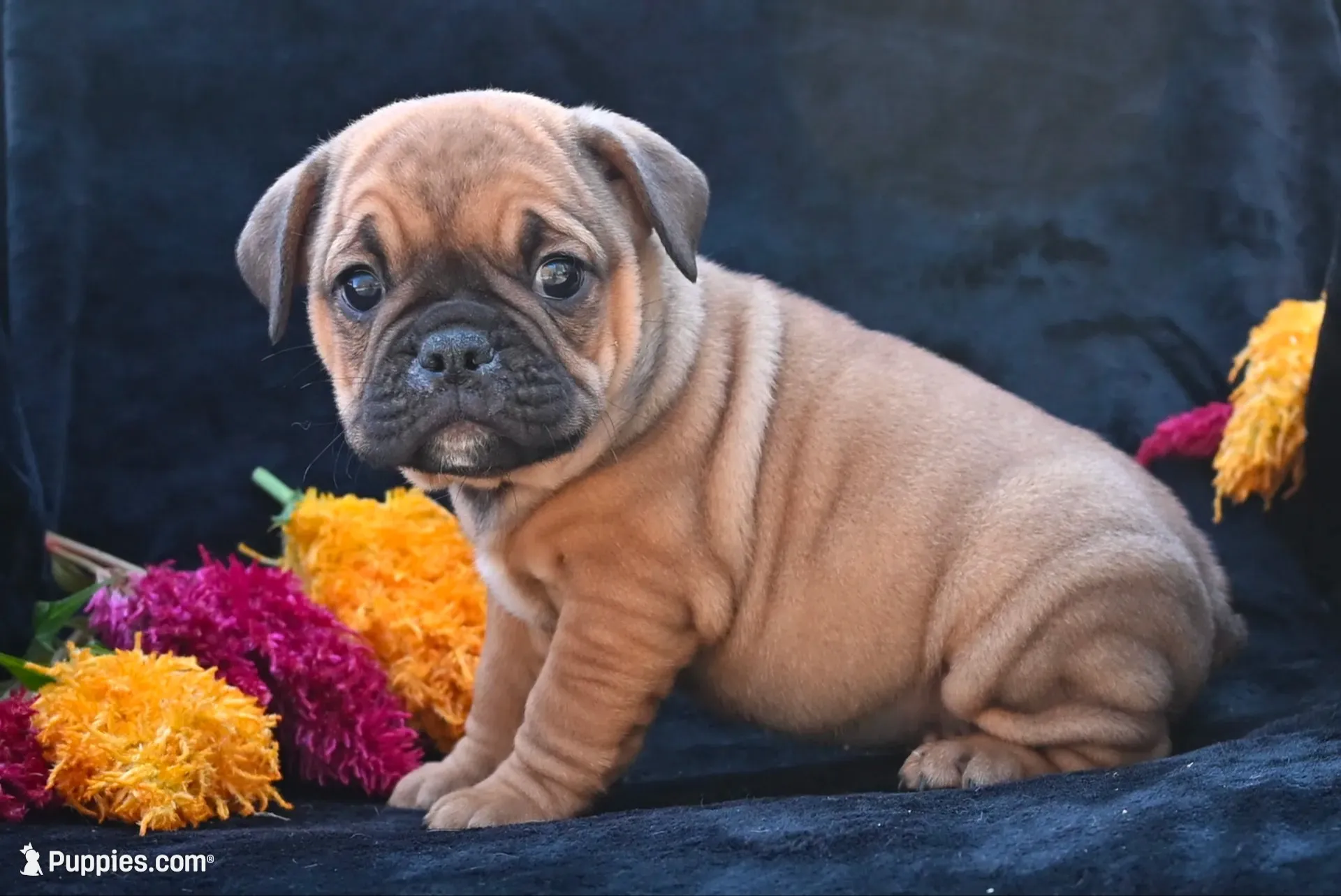 Bruno, a male English Bulldog and Puggle for sale in Millersburg, OH – 2 of 10