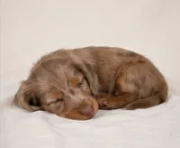 Beau AKC, a male Miniature Dachshund for sale in Millersburg, OH – 4 of 9