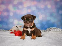 Molly, a female English Bulldog and Puggle for sale in Millersburg, OH – 2 of 10