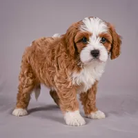 Duke, a male Cavapoo for sale in Millersburg, OH – 6 of 9