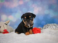 Addi (mini), a female English Bulldog and Puggle for sale in Millersburg, OH – 2 of 9
