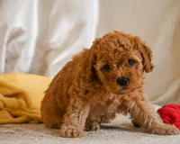 Macy, a female Cavapoo for sale in Millersburg, OH – 3 of 7