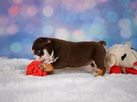 Claire (mini), a female English Bulldog and Puggle for sale in Millersburg, OH – 7 of 10