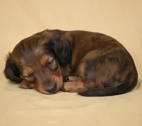 Rolo AKC, a male Miniature Dachshund for sale in Millersburg, OH – 2 of 9
