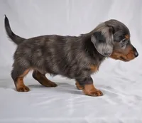Cody AKC, a male Miniature Dachshund for sale in Millersburg, OH – 7 of 9