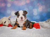 Bruno (mini), a male English Bulldog and Puggle for sale in Millersburg, OH – 3 of 10