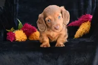 AKC Ruby, a female Miniature Dachshund for sale in Millersburg, OH – 6 of 10