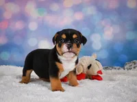 Buddy (mini), a male English Bulldog and Puggle for sale in Millersburg, OH – 3 of 10