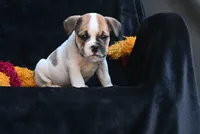 Jax, a male English Bulldog and Puggle for sale in Millersburg, OH – 3 of 10