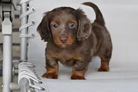 AKC Rowdy, a male Miniature Dachshund for sale in Millersburg, OH – 2 of 10